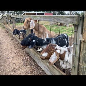 Meet your Posher, Clara